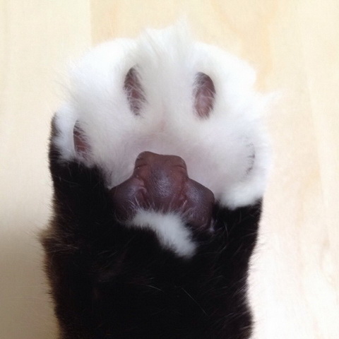 【別太認真小學堂】從掌球形狀看貓咪個性！