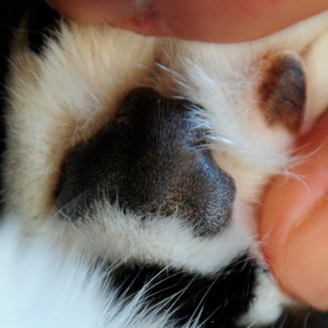 【別太認真小學堂】從掌球形狀看貓咪個性！