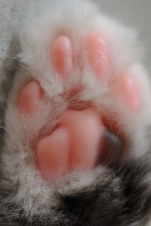 【別太認真小學堂】從掌球形狀看貓咪個性！