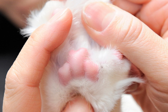 【別太認真小學堂】從掌球形狀看貓咪個性！