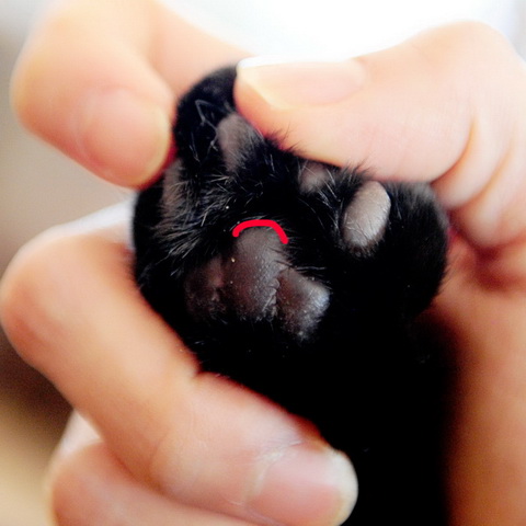 【別太認真小學堂】從掌球形狀看貓咪個性！