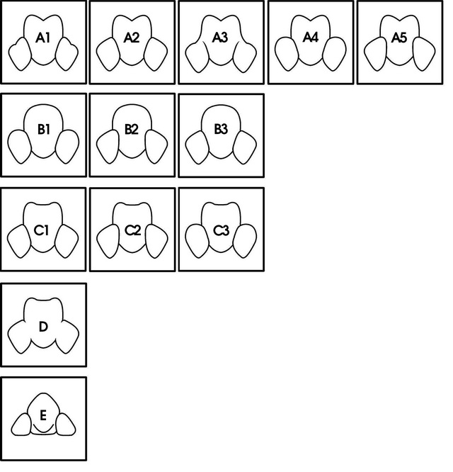 【別太認真小學堂】從掌球形狀看貓咪個性！
