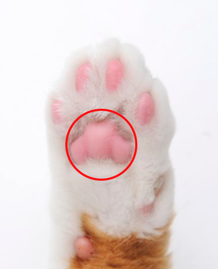 【別太認真小學堂】從掌球形狀看貓咪個性！