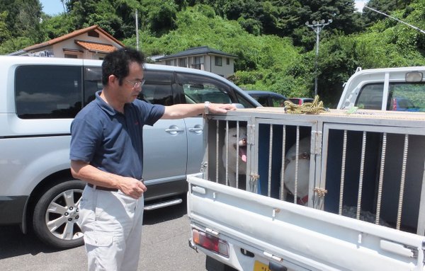 那些被留在災區的動物們 福島三春收容所幫忙找新家！ 寵毛網 NOWnews今日新聞