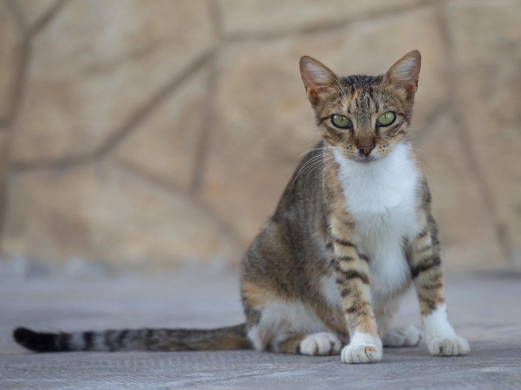 （圖／Luidmila Kot@Pixabay）