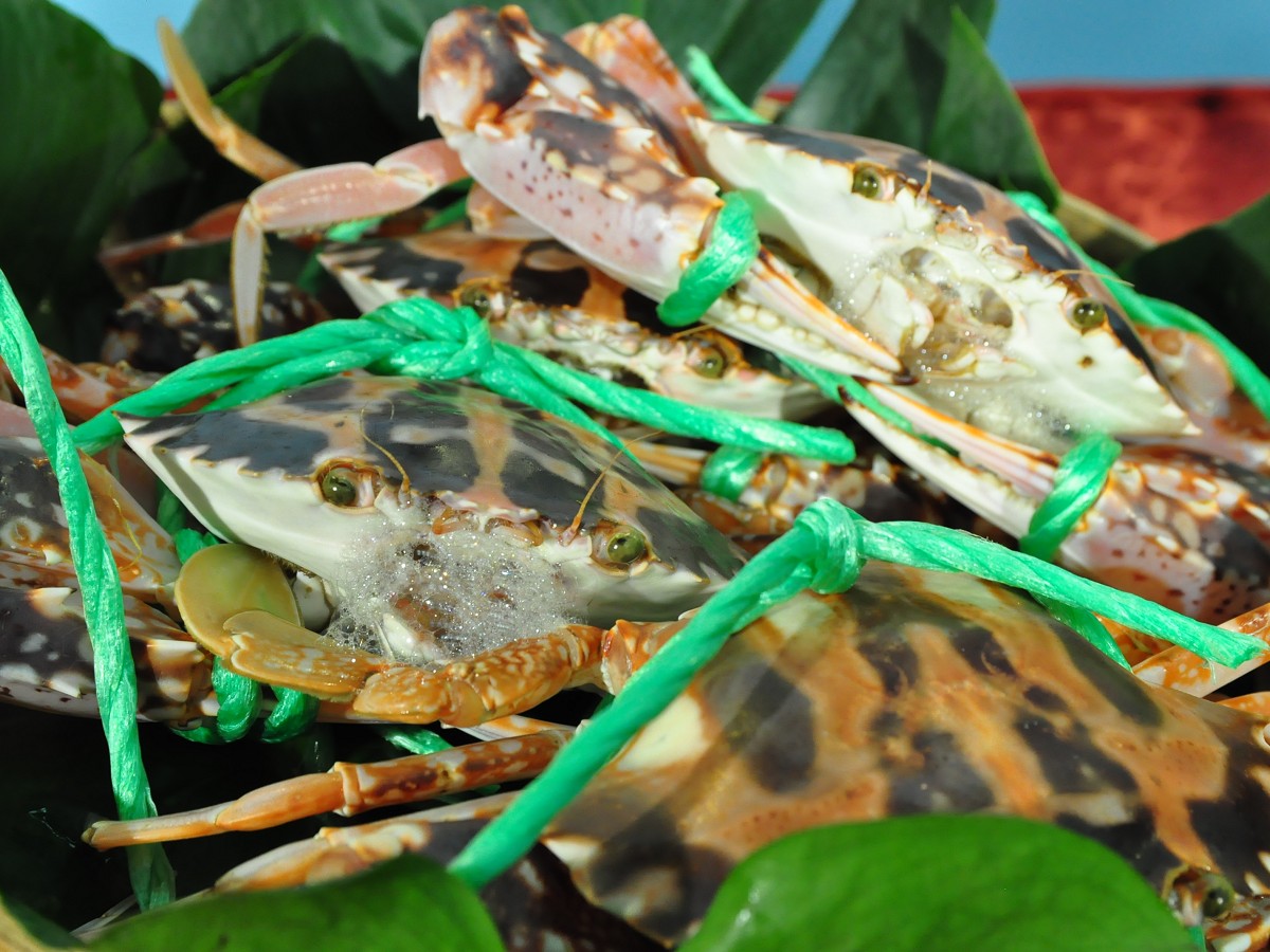 ▲您知道要怎麼綁螃蟹嗎？民眾可以報名挑戰拿好禮！。（圖／記者黃村杉攝）。