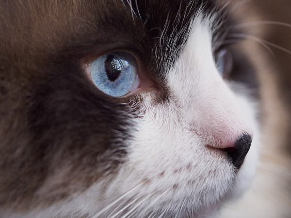 ▲貓咪在和其他貓咪對峙，或是緊盯獵物時，眨眼的次數就會變少。