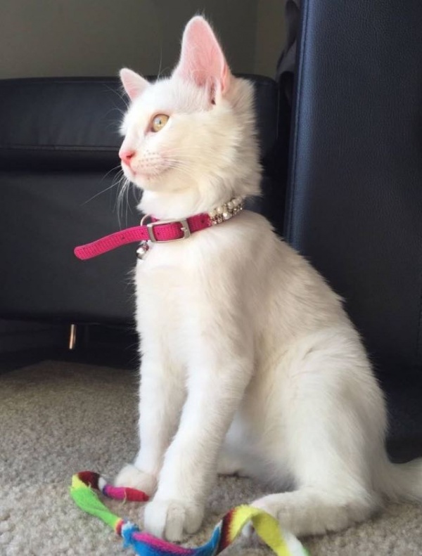 美麗的浪貓-寵毛網