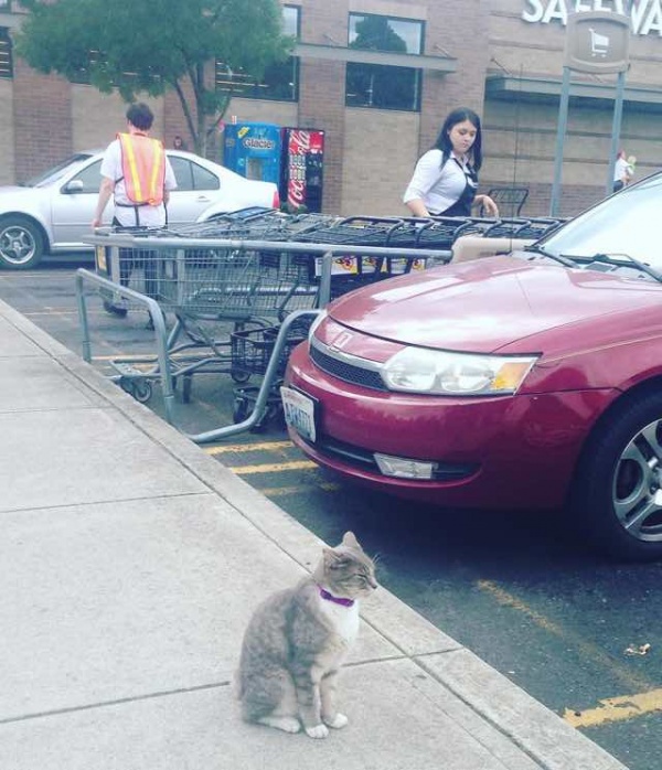 美國超市有位忠實顧客　貓咪塞西爾天天報到