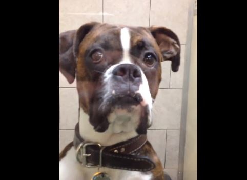 被主人帶去看醫生　狗狗臭臉鬧彆扭