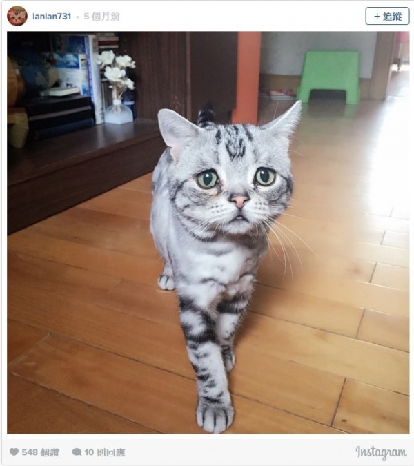 貓洗腦地球人SOP