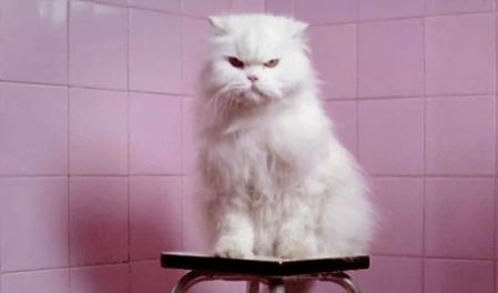 貓洗腦地球人SOP