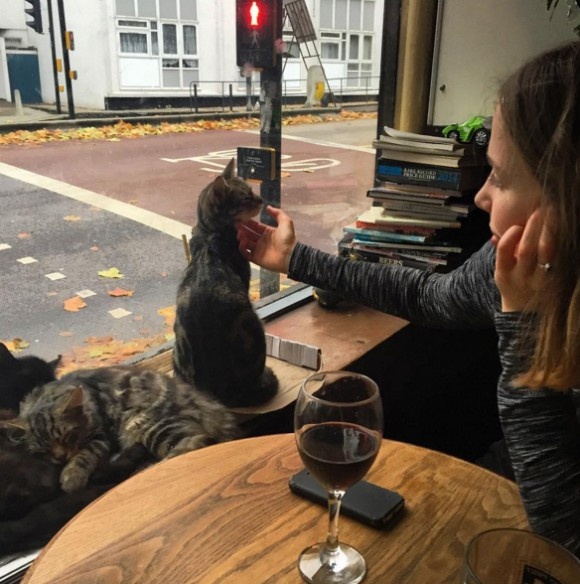 不輸貓咖啡的療癒程度 英國的酒吧好多貓