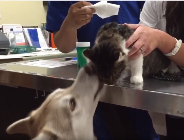 貓咪打疫苗-寵毛網