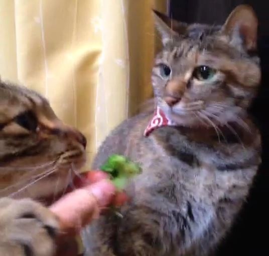 寵毛網／貓奴餵吃花椰菜　貓咪考慮一秒竟然就被土匪搶走！