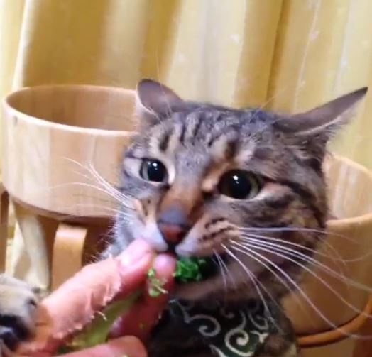 寵毛網／貓奴餵吃花椰菜　貓咪考慮一秒竟然就被土匪搶走！