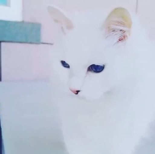 貓洗腦地球人SOP