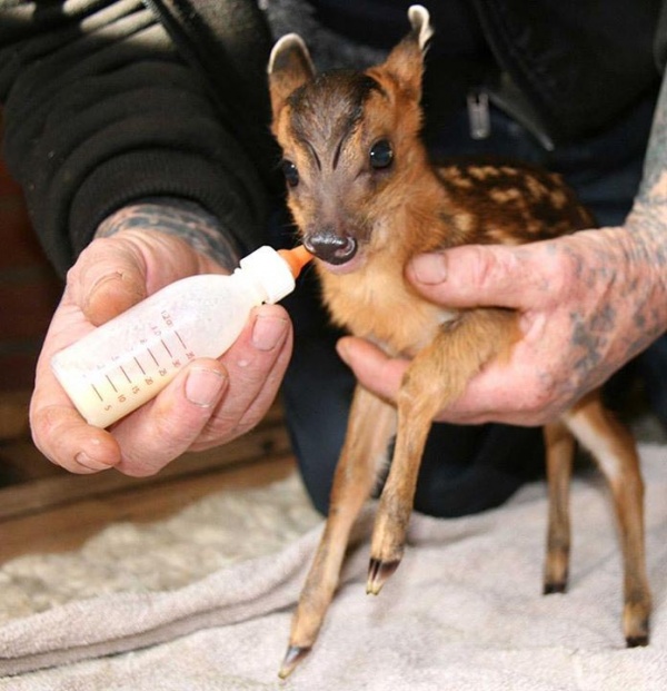 懷孕鹿媽媽車禍倒路邊　發現肚子裡的小鹿掙扎求生