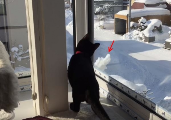 屋頂積雪掉不停　黑貓好奇追來追去豪可愛