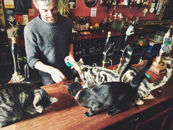 不輸貓咖啡的療癒程度 英國的酒吧好多貓