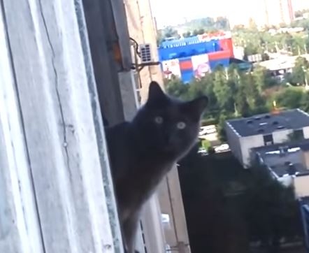 寵毛網／家貓一直盯著窗外瞧　貓奴探頭一看竟發現隔壁有．．．