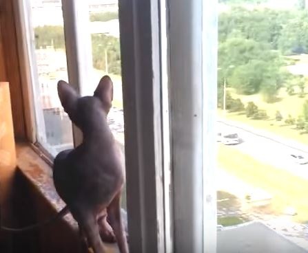 寵毛網／家貓一直盯著窗外瞧　貓奴探頭一看竟發現隔壁有．．．