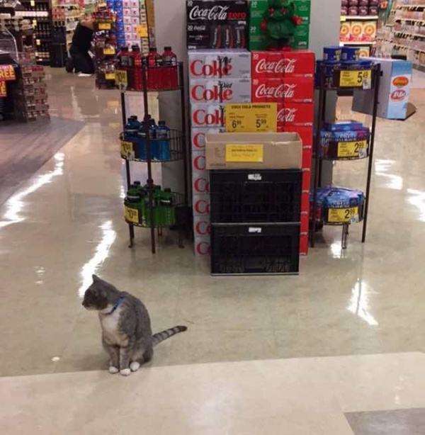 美國超市有位忠實顧客　貓咪塞西爾天天報到
