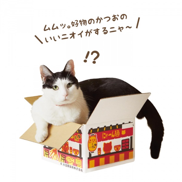 貓咪站在紙箱