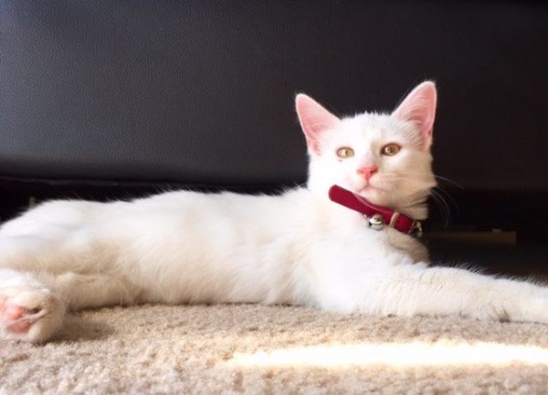 美麗的浪貓-寵毛網