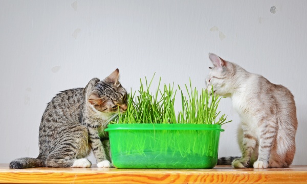 貓吃貓草