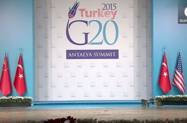 貓咪參加G20Turkey ANTALYA SUMMIT高峰會