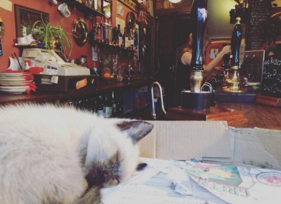 不輸貓咖啡的療癒程度 英國的酒吧好多貓