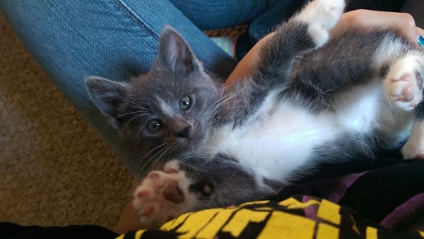 世界因你而美好　外國女子將房間改造給中途貓咪們