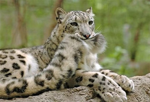 美麗的雪豹身上　竟然有個傲視全貓科動物的部位？