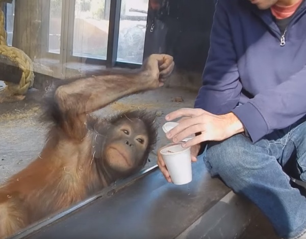 寵毛網/ 【怎麼不見了】初見魔術的紅毛猩猩　反應超驚喜！