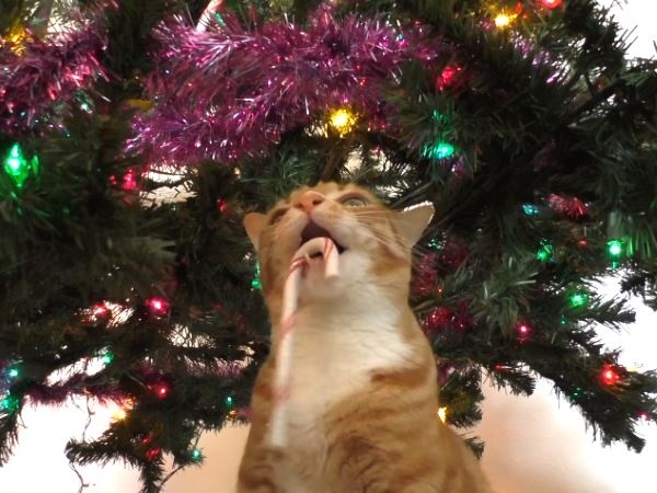 【你們這些小魂旦！】歪果貓奴組聖誕樹　貓咪一旁幫倒忙！