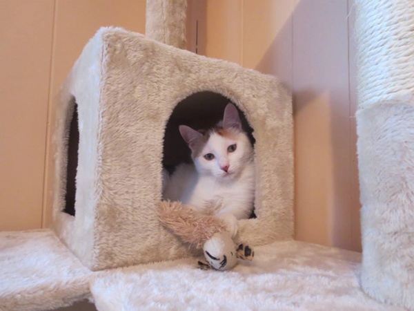 寵毛網/ 世界因你而美好　外國女子將房間改造給中途貓咪們