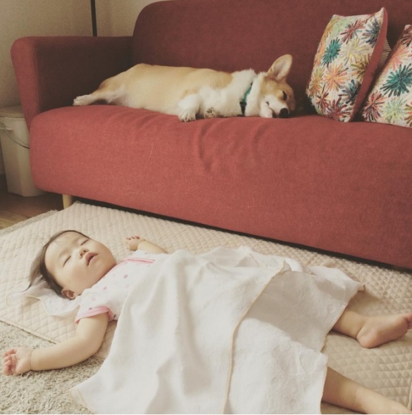 寵毛網/ 吃喝玩樂在一起　柯基犬Ayako與妹妹的幸福日常