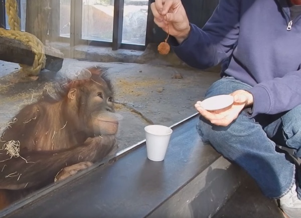 寵毛網/ 【怎麼不見了】初見魔術的紅毛猩猩　反應超驚喜！