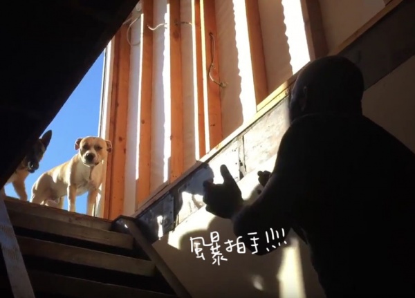 寵毛網／【平凡的美好】白內障狗狗術後終於敢爬樓梯了！