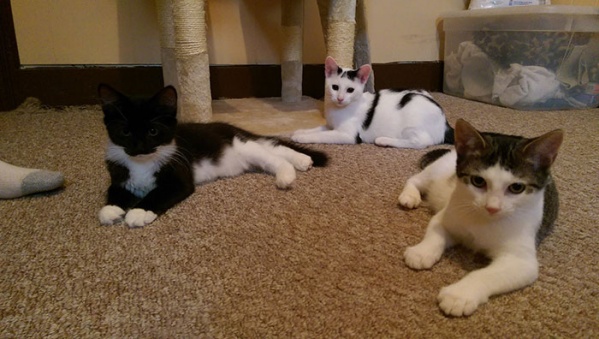 寵毛網/ 世界因你而美好　外國女子將房間改造給中途貓咪們