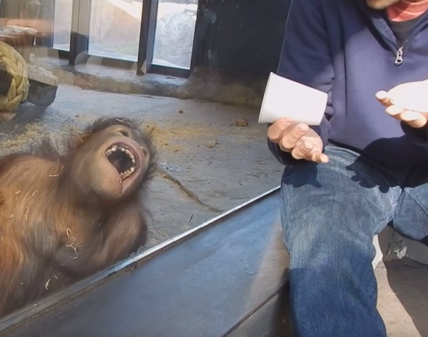 寵毛網/ 【怎麼不見了】初見魔術的紅毛猩猩　反應超驚喜！