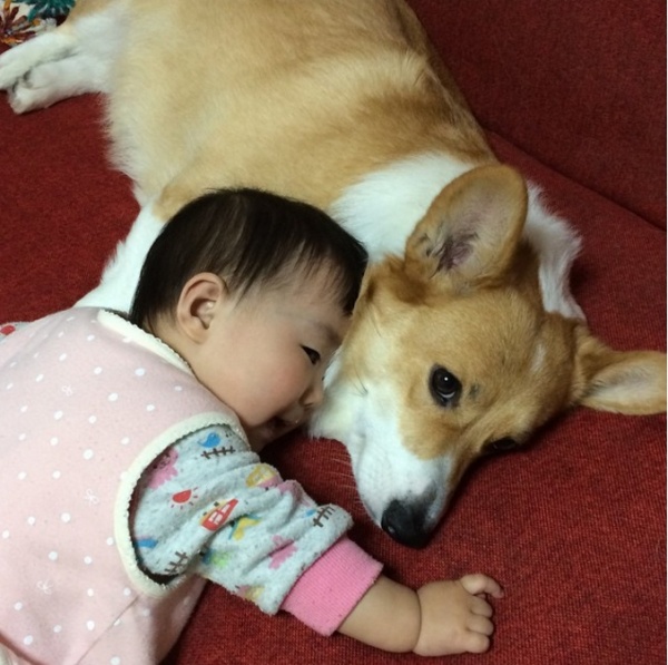 寵毛網/ 吃喝玩樂在一起　柯基犬Ayako與妹妹的幸福日常