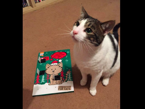 貓咪收到聖誕包裹無法簽收因為：沒有身分證不能領