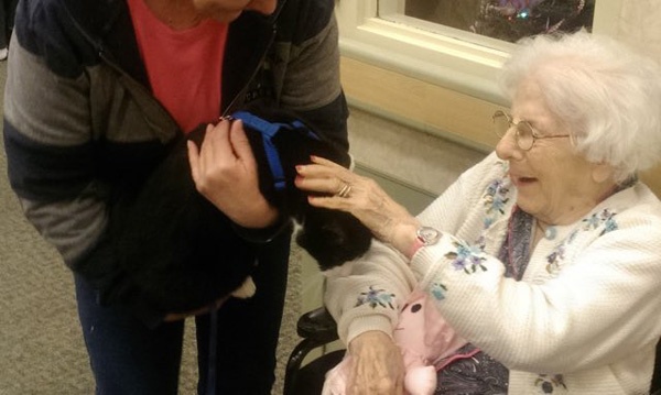 寵毛網／收容所貓咪把愛散播到療養院　被療癒的老人家展笑顏