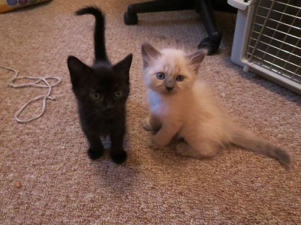 寵毛網/ 世界因你而美好　外國女子將房間改造給中途貓咪們