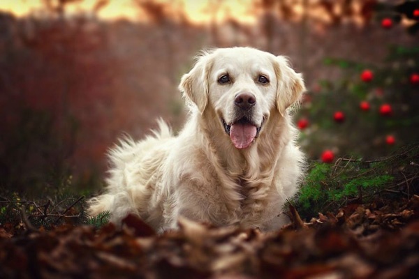 【溫暖療癒】讓聖誕黃金獵犬為您揭開冬天與聖誕節的序幕吧