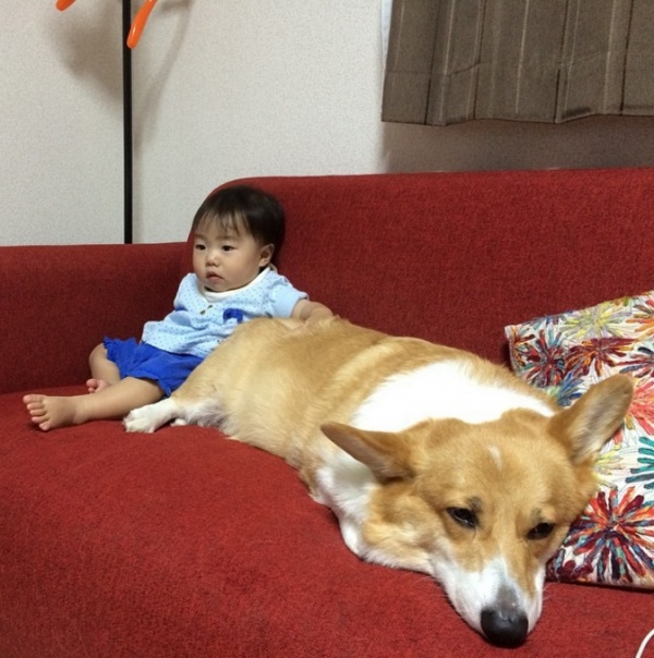 寵毛網/ 吃喝玩樂在一起　柯基犬Ayako與妹妹的幸福日常