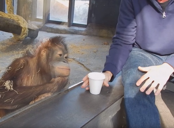 寵毛網/ 【怎麼不見了】初見魔術的紅毛猩猩　反應超驚喜！