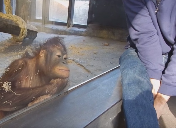 寵毛網/ 【怎麼不見了】初見魔術的紅毛猩猩　反應超驚喜！